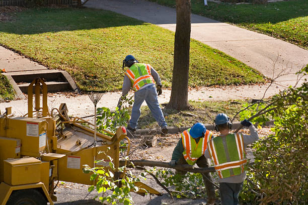Best Tree and Shrub Care  in Oreana, IL