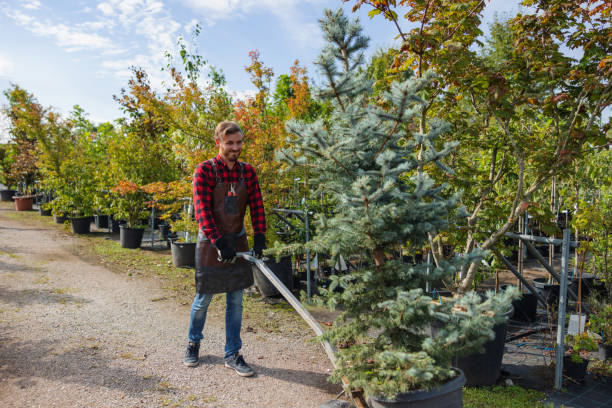 Best Lawn Maintenance Plans  in Oreana, IL
